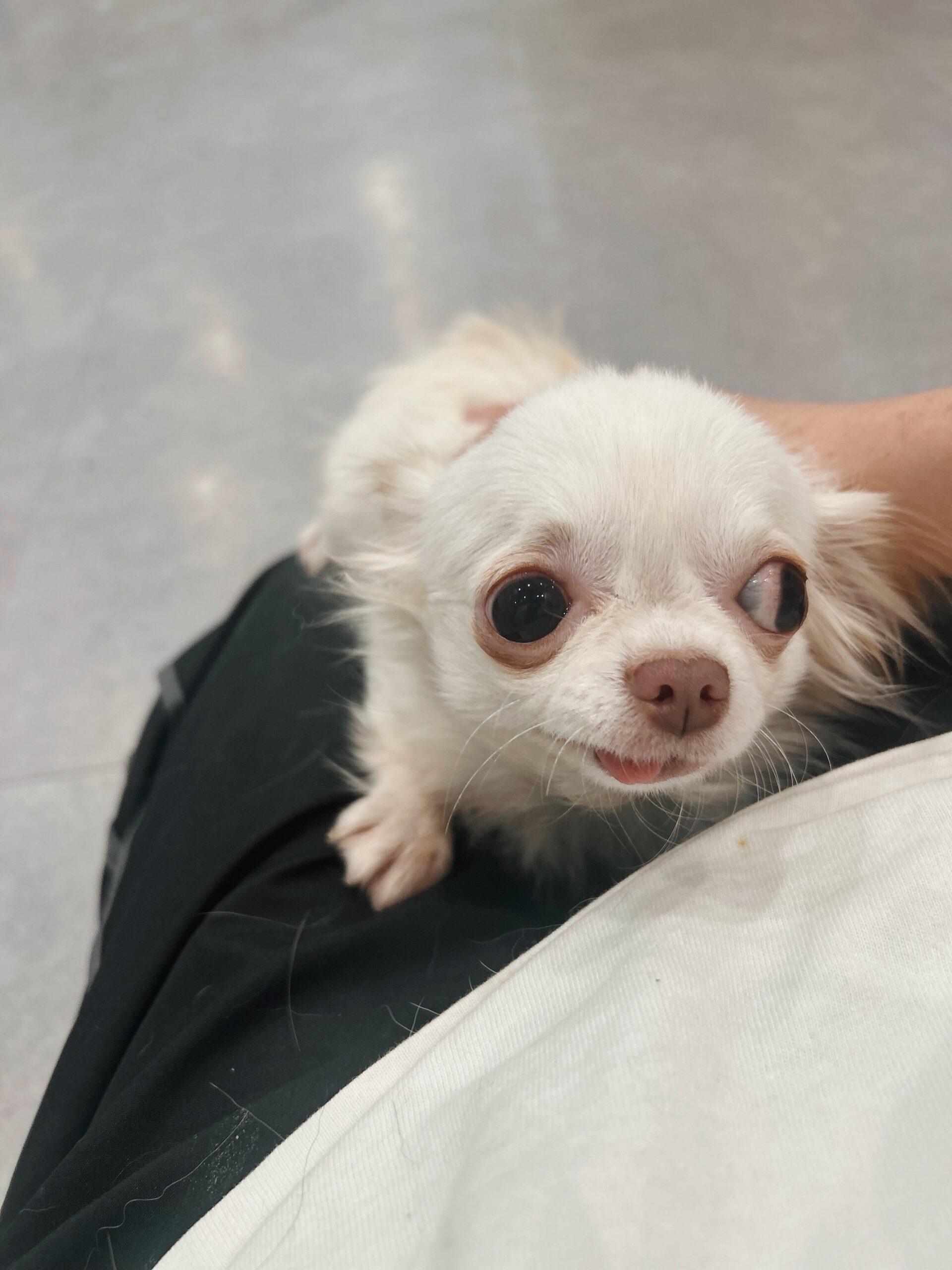 インフェルノの画像2