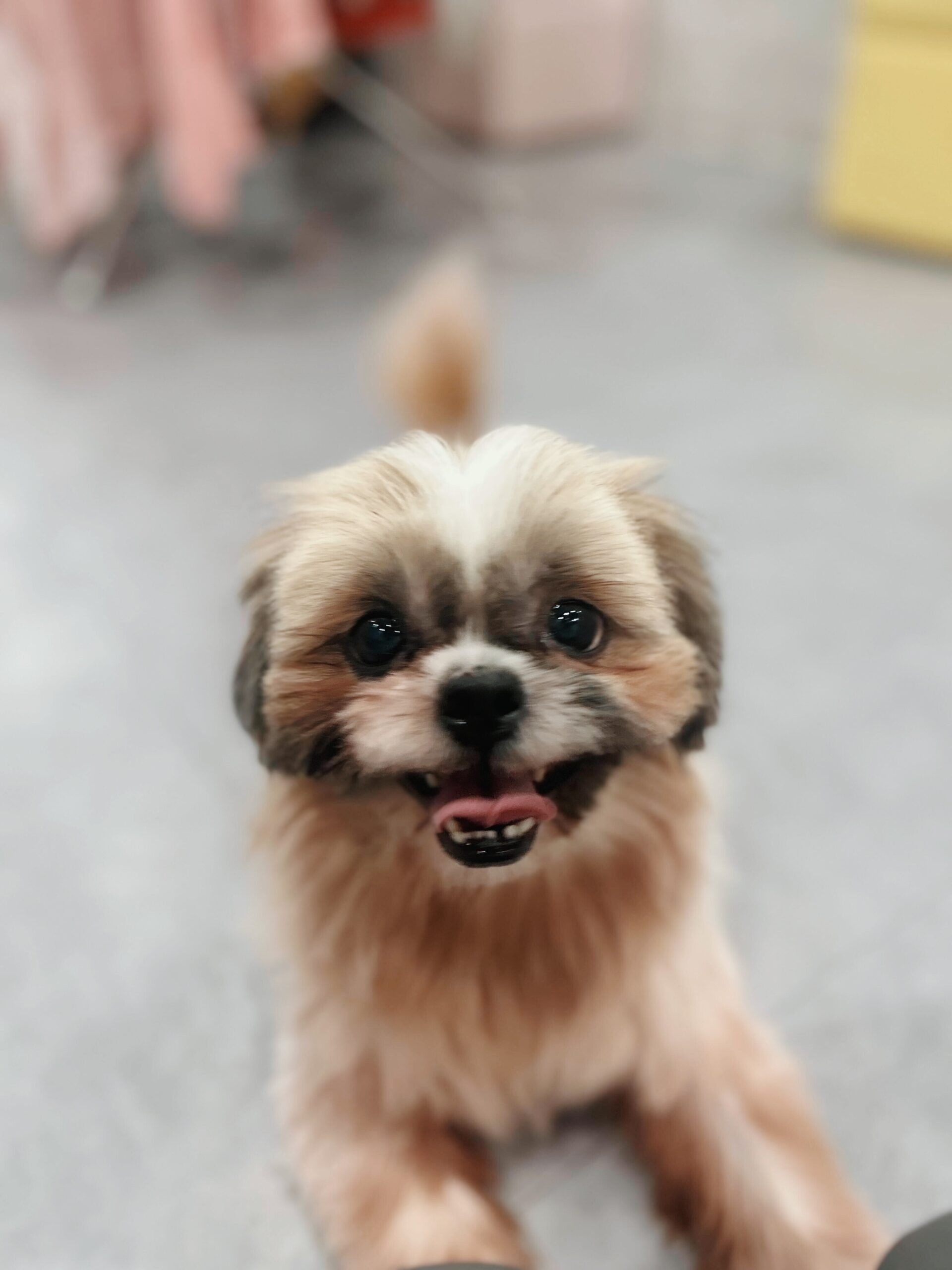 クロウハウザーの画像2