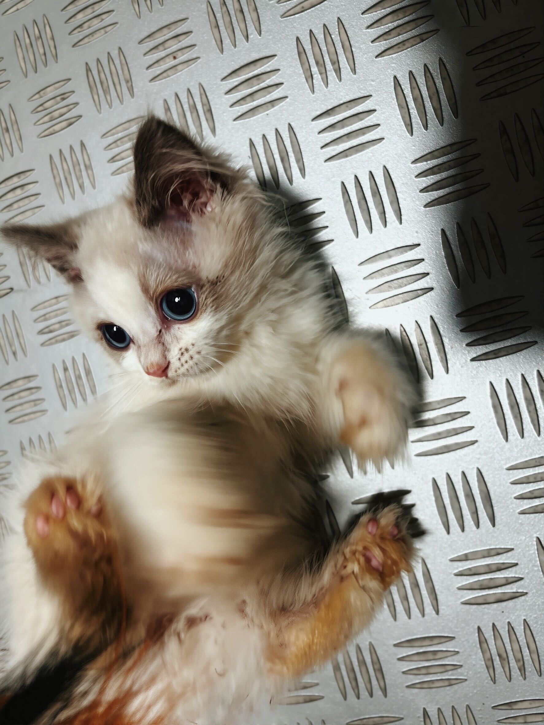 ショートの画像2