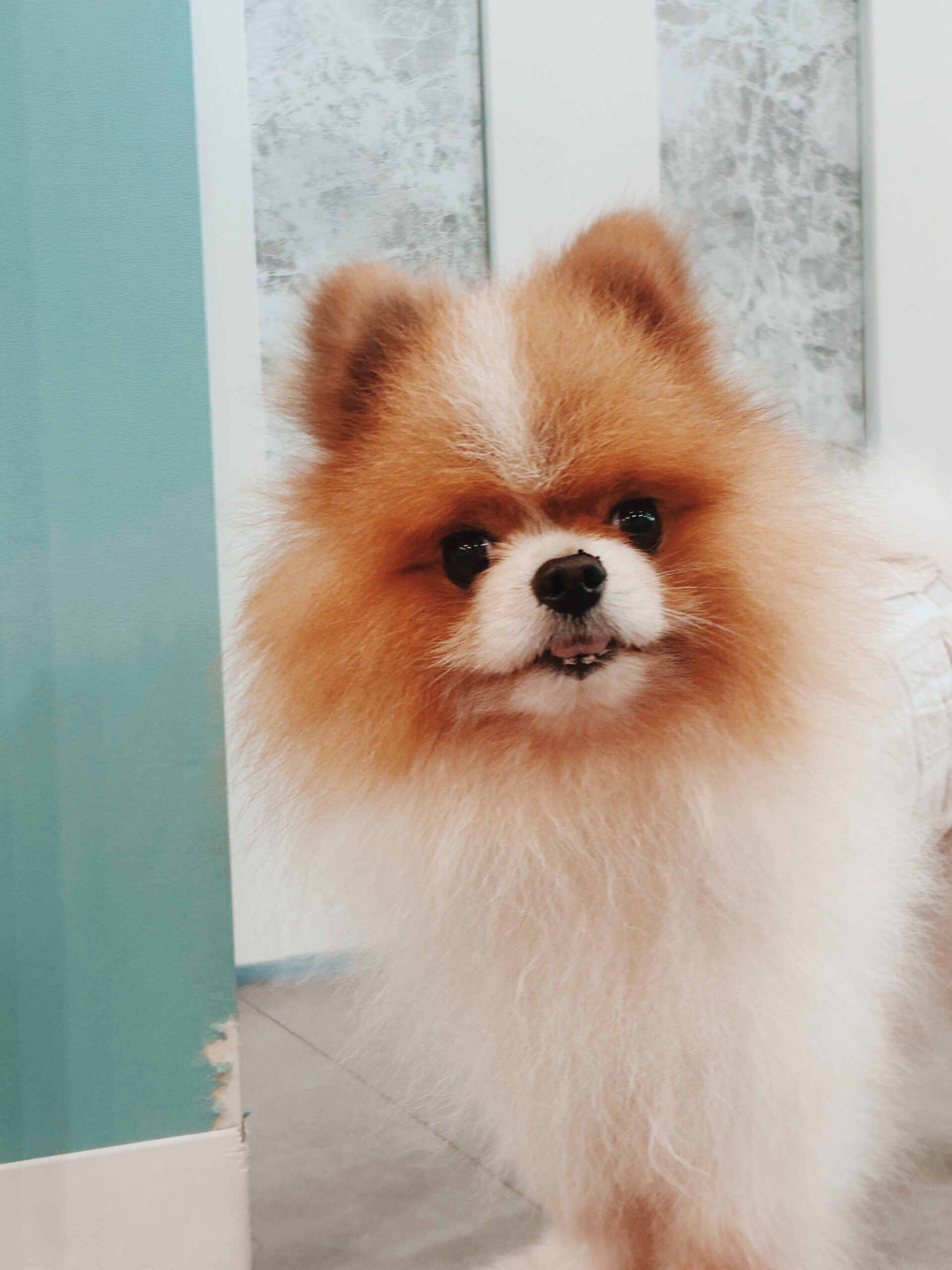 チップスターの画像1