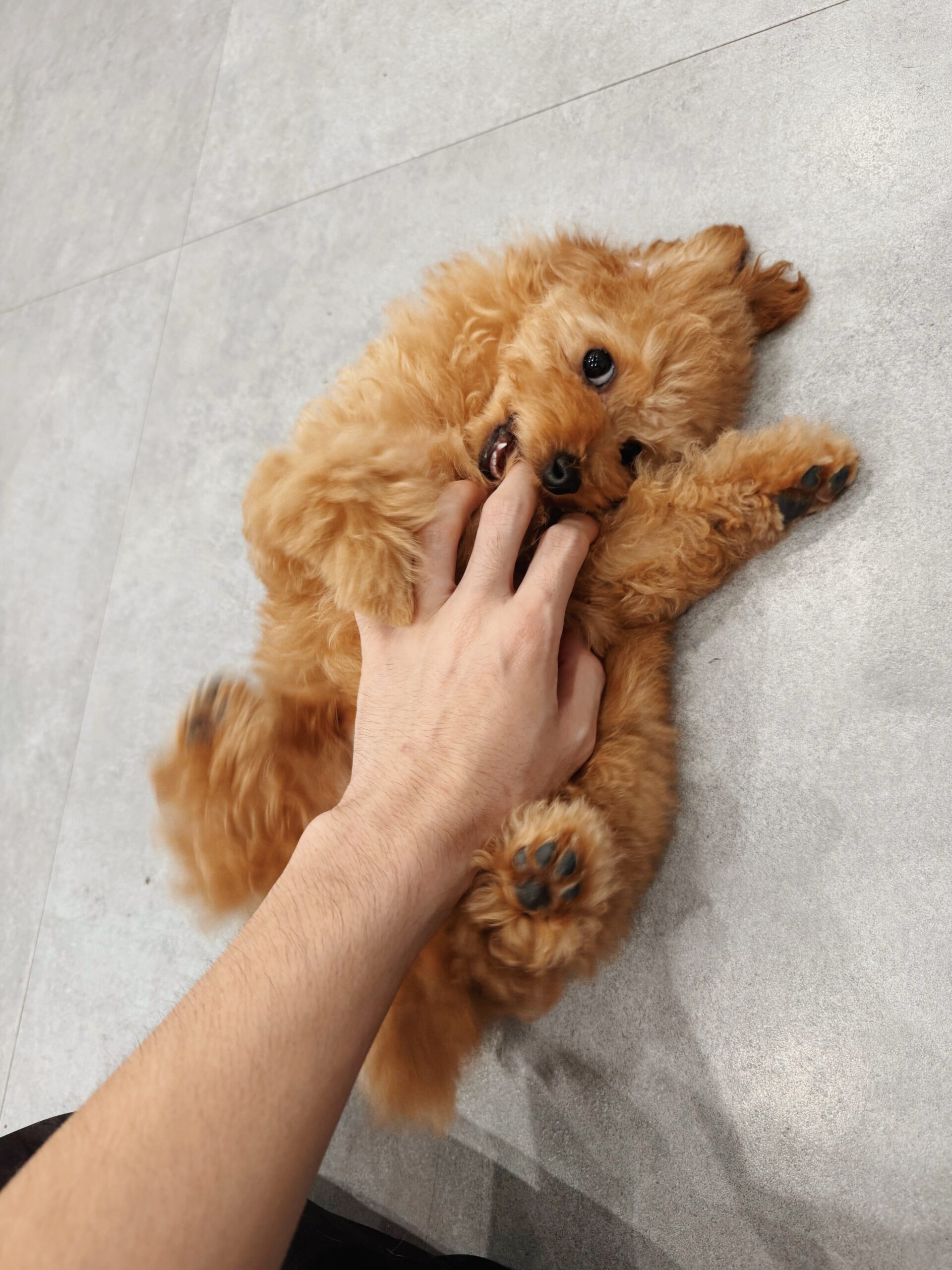 モンタナの画像1