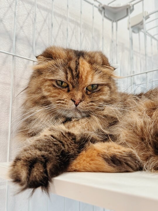 パウバートの画像1