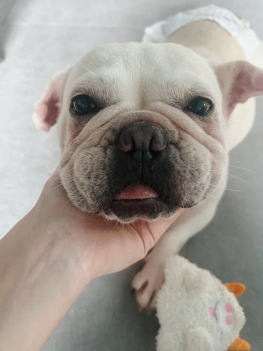 ペギタンの画像3