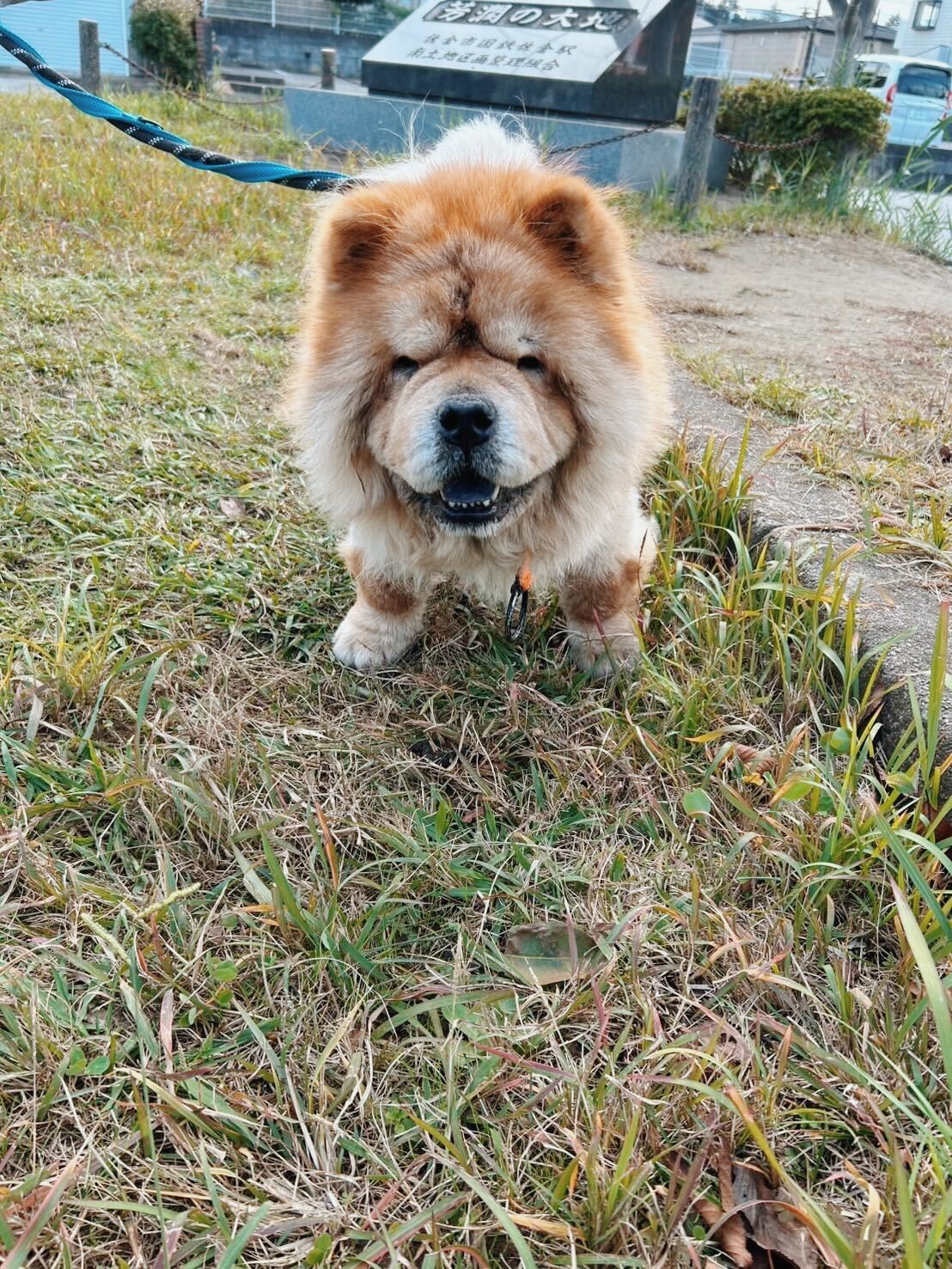 プロキオンの画像2