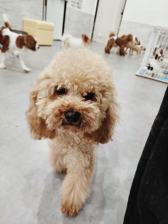 パペットの画像3