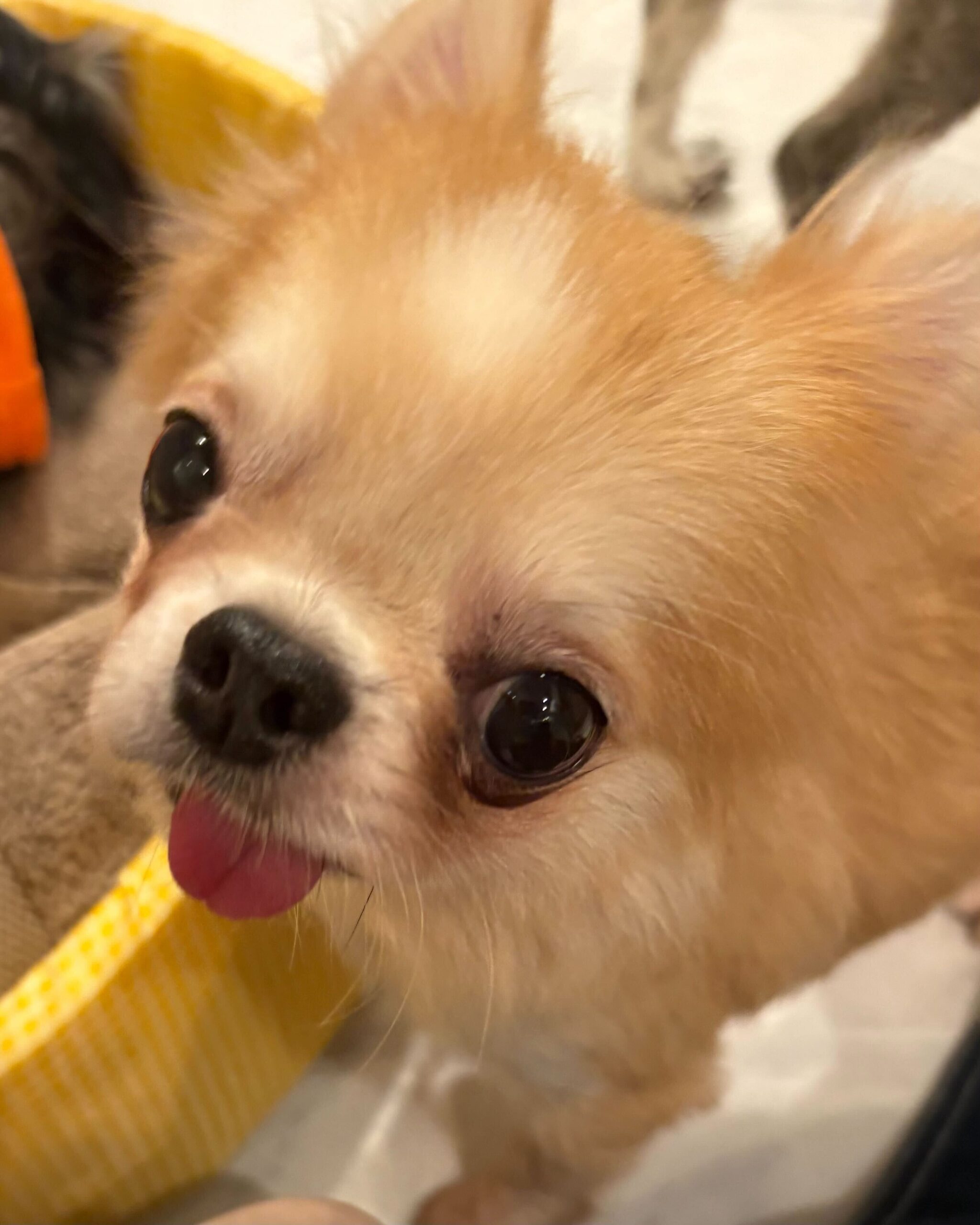 タイラーの画像1