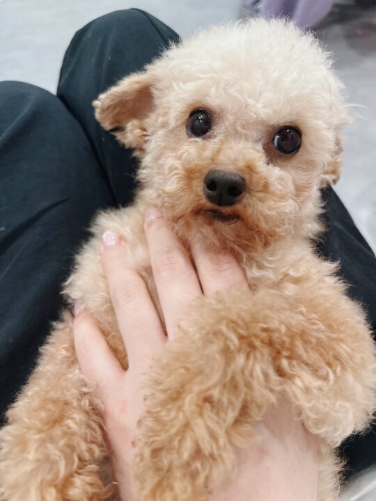 ラミーノーズの画像3