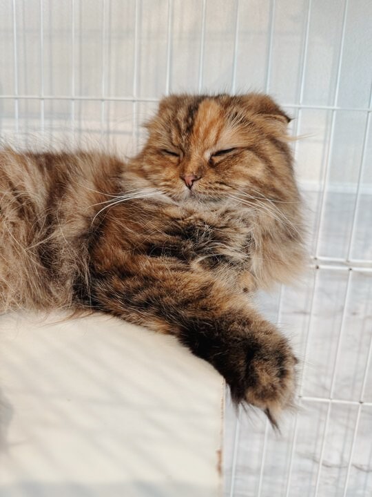 パウバートの画像2