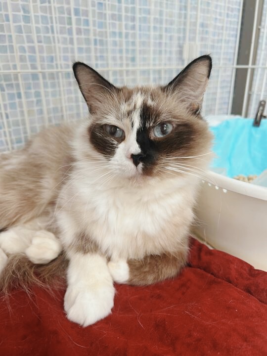 セザンヌの画像1