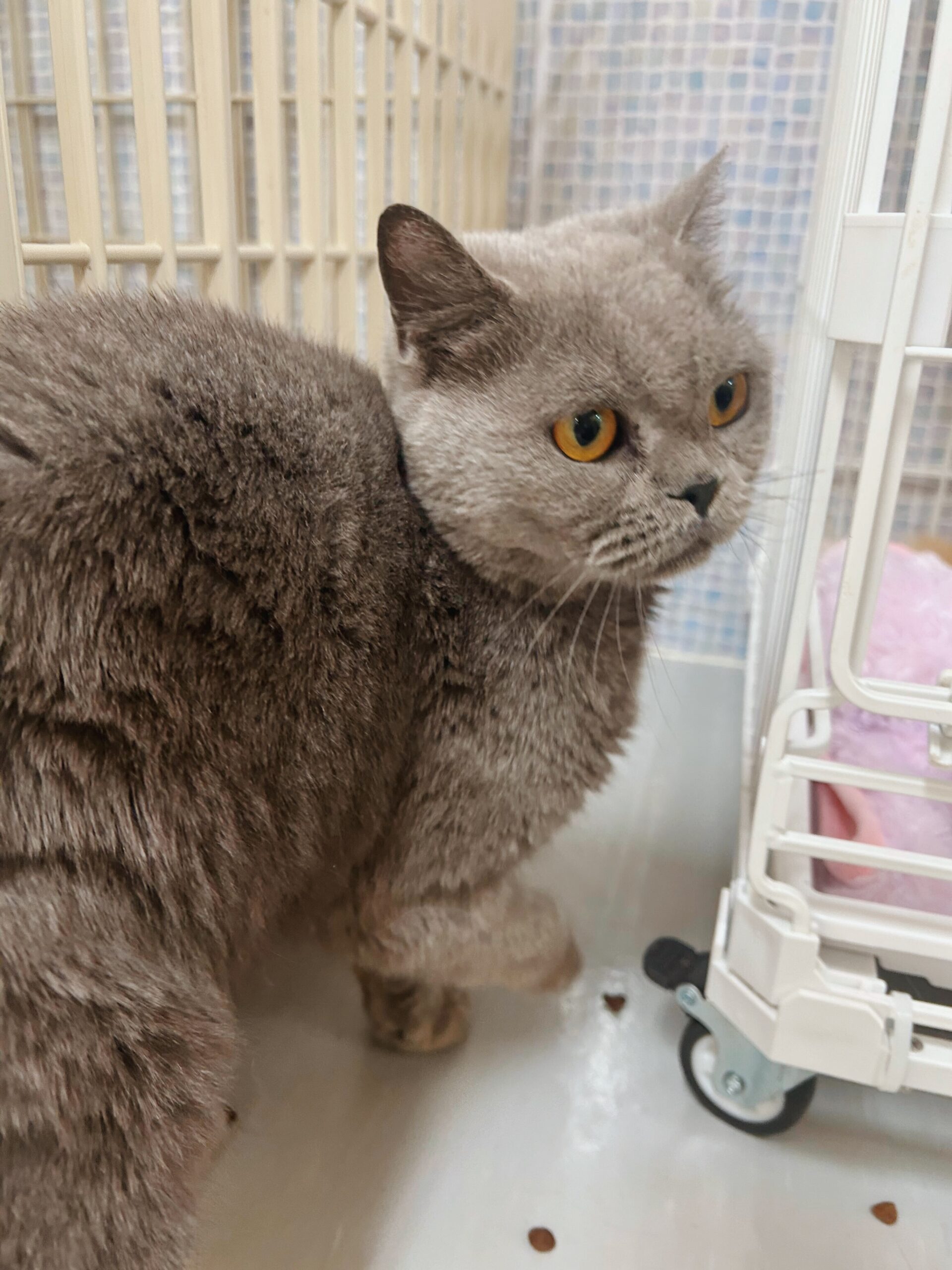 サッポロポテトの画像2