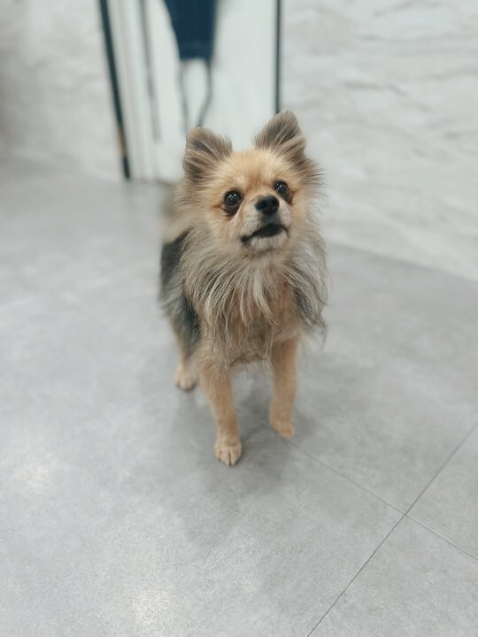 スンスンの画像2