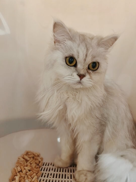 ニブルズの画像3