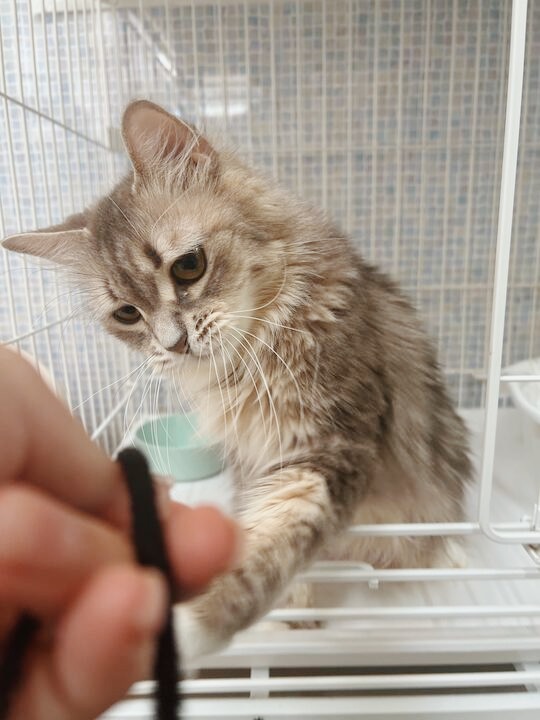 ロムアンドの画像2