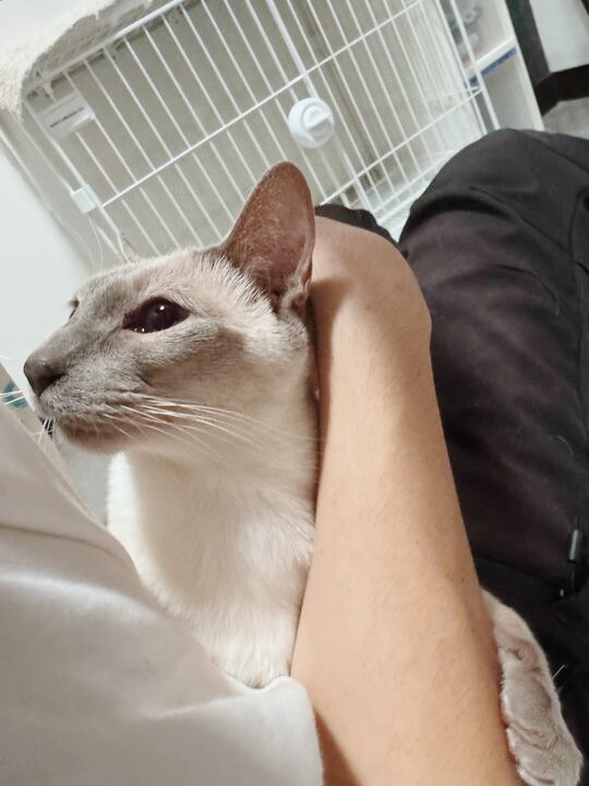 ファズビーの画像2