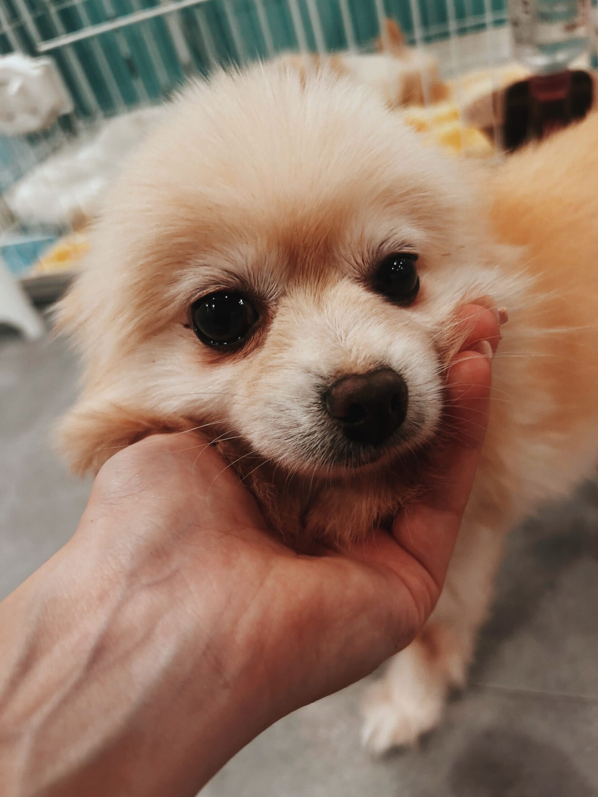 ギンガムの画像3