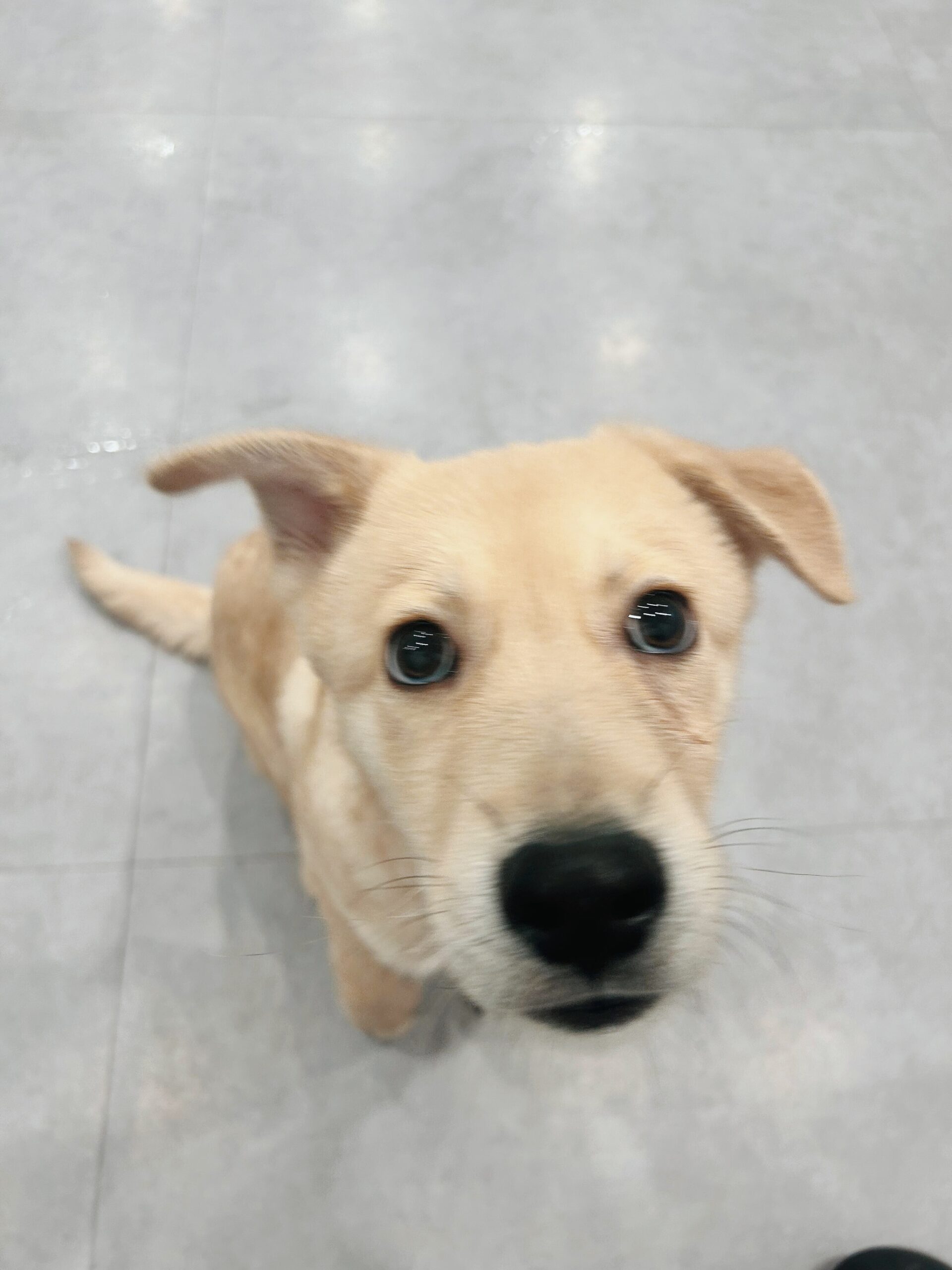 モプシーの画像1