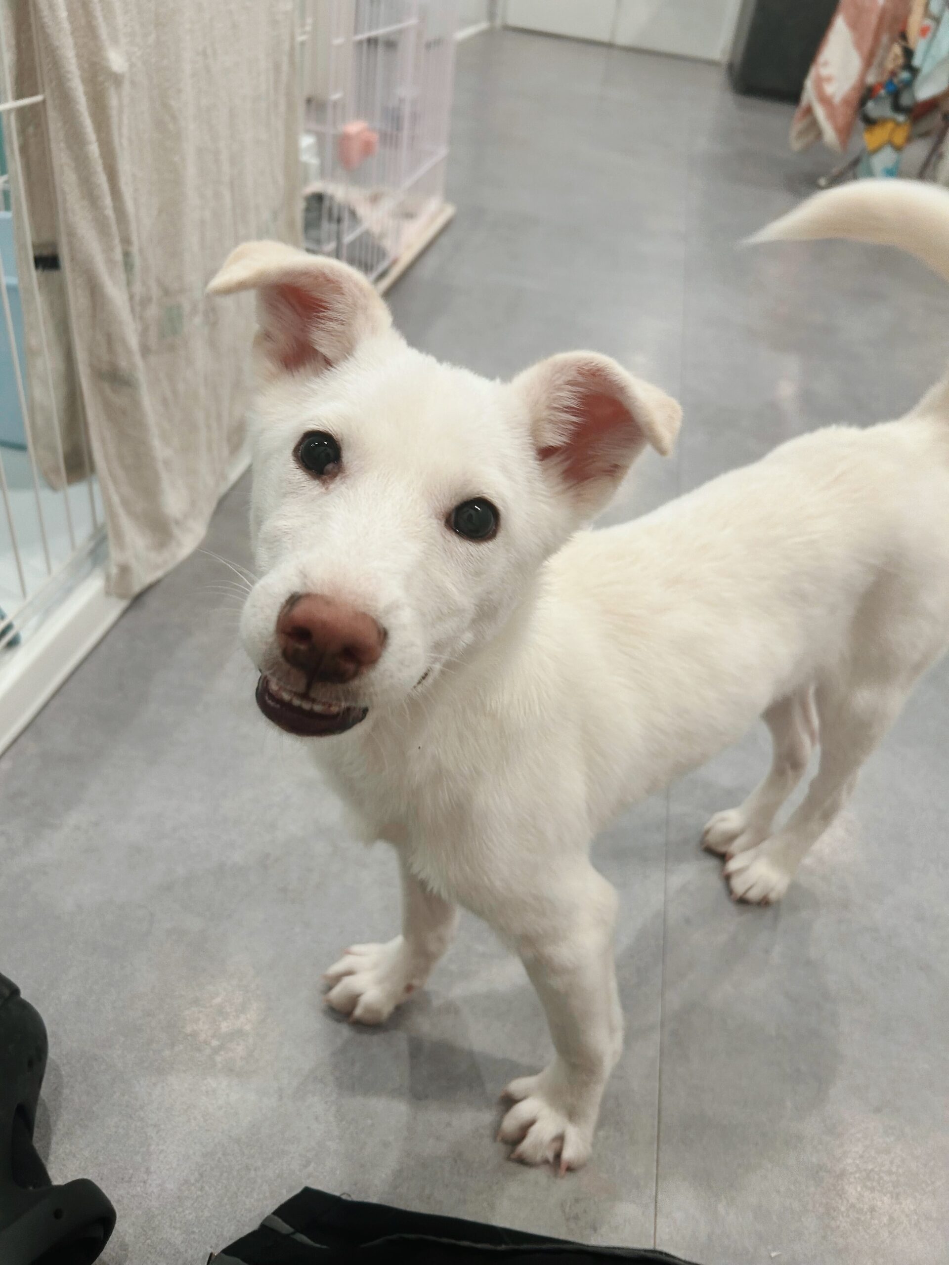 カトンテールの画像2