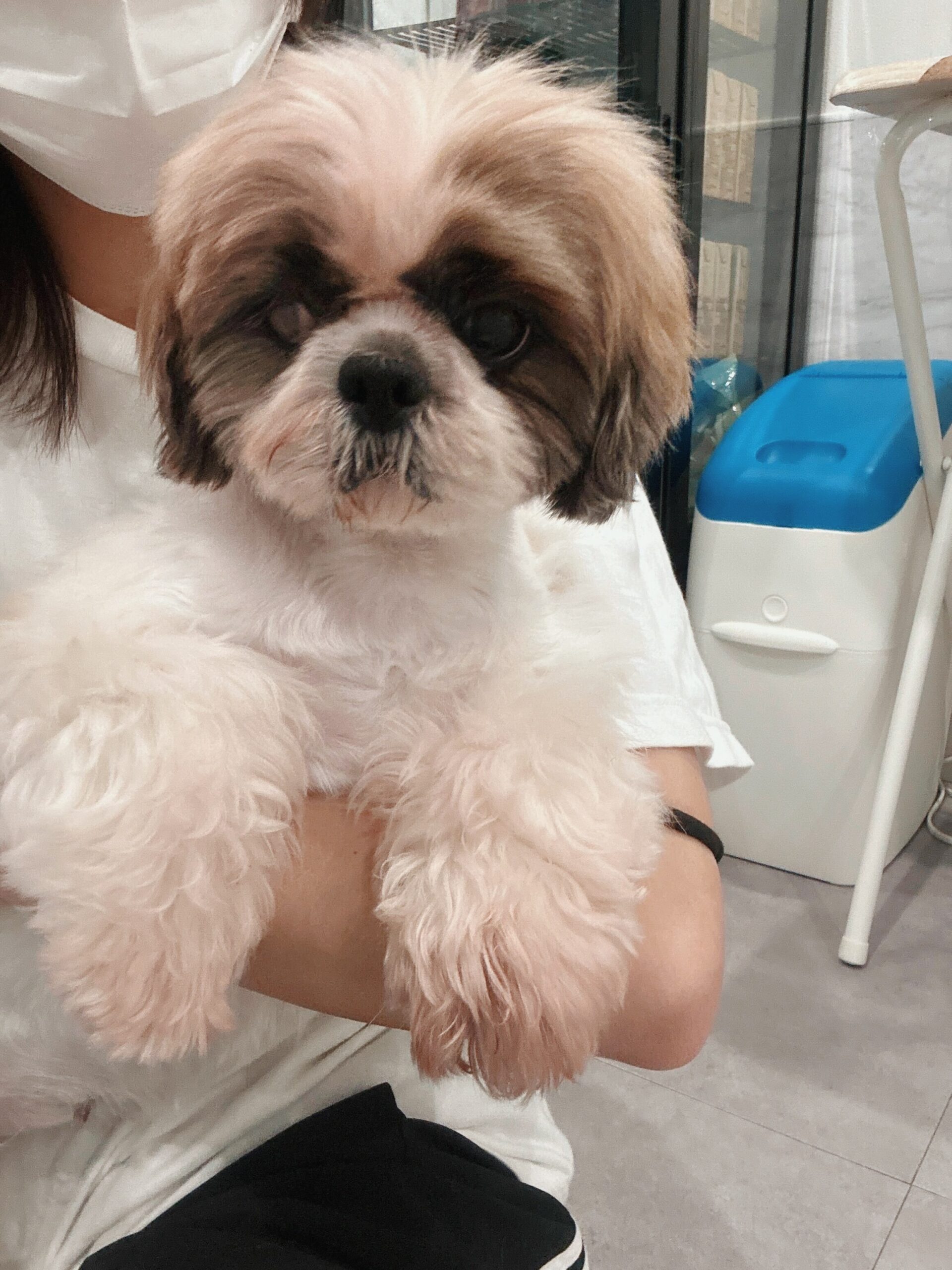 エミリーの画像1