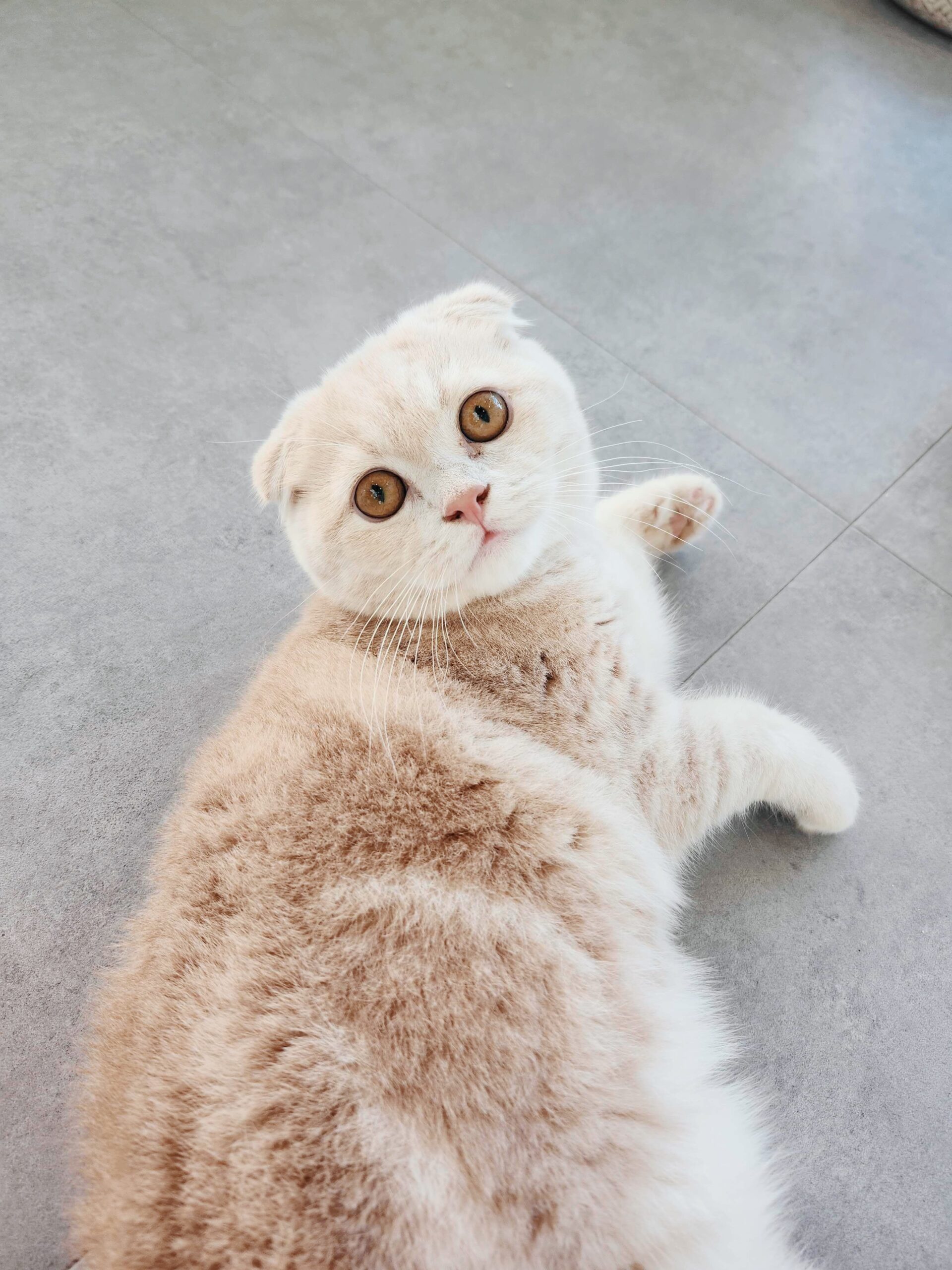 カナリアの画像2