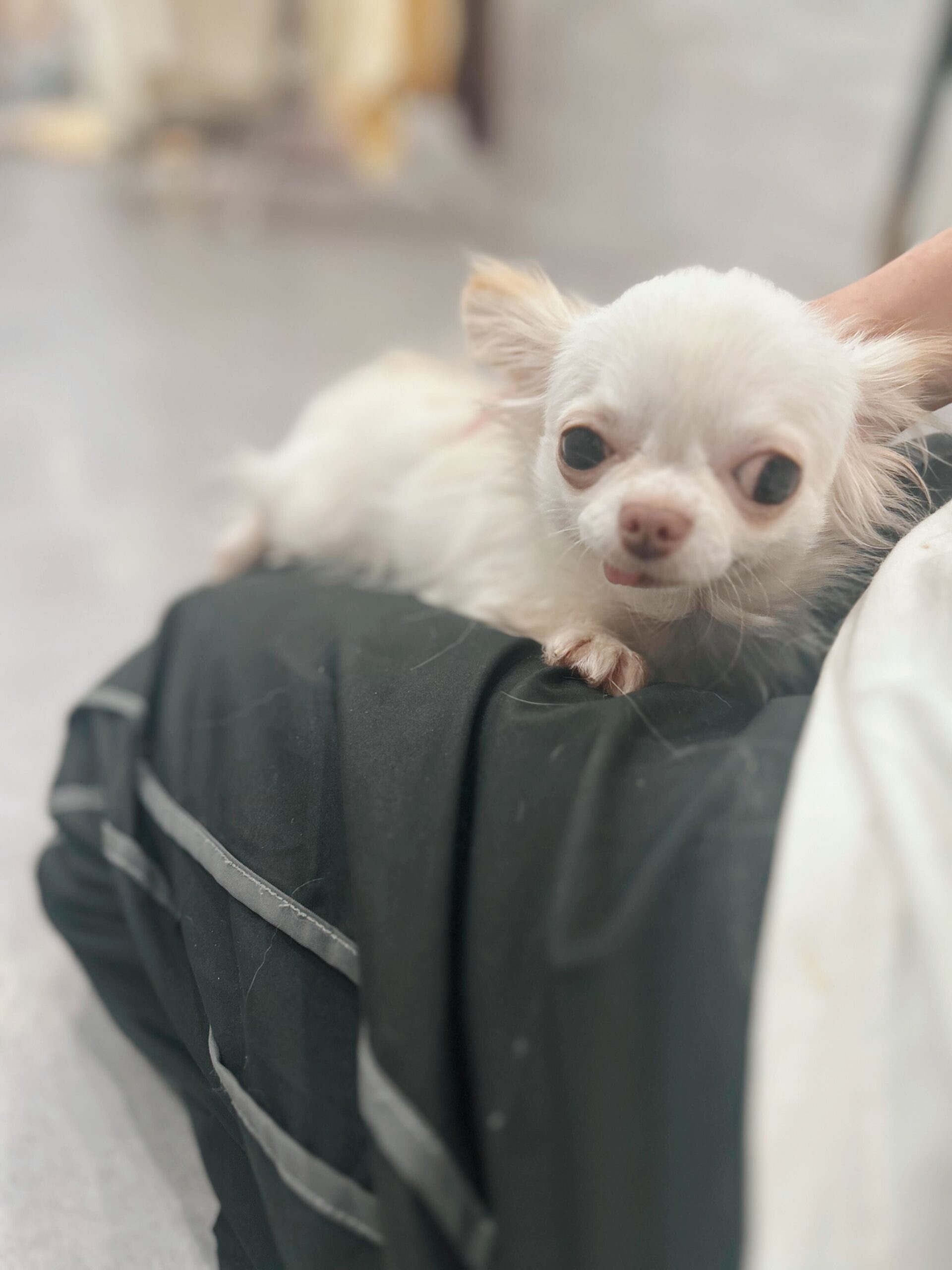 インフェルノの画像1