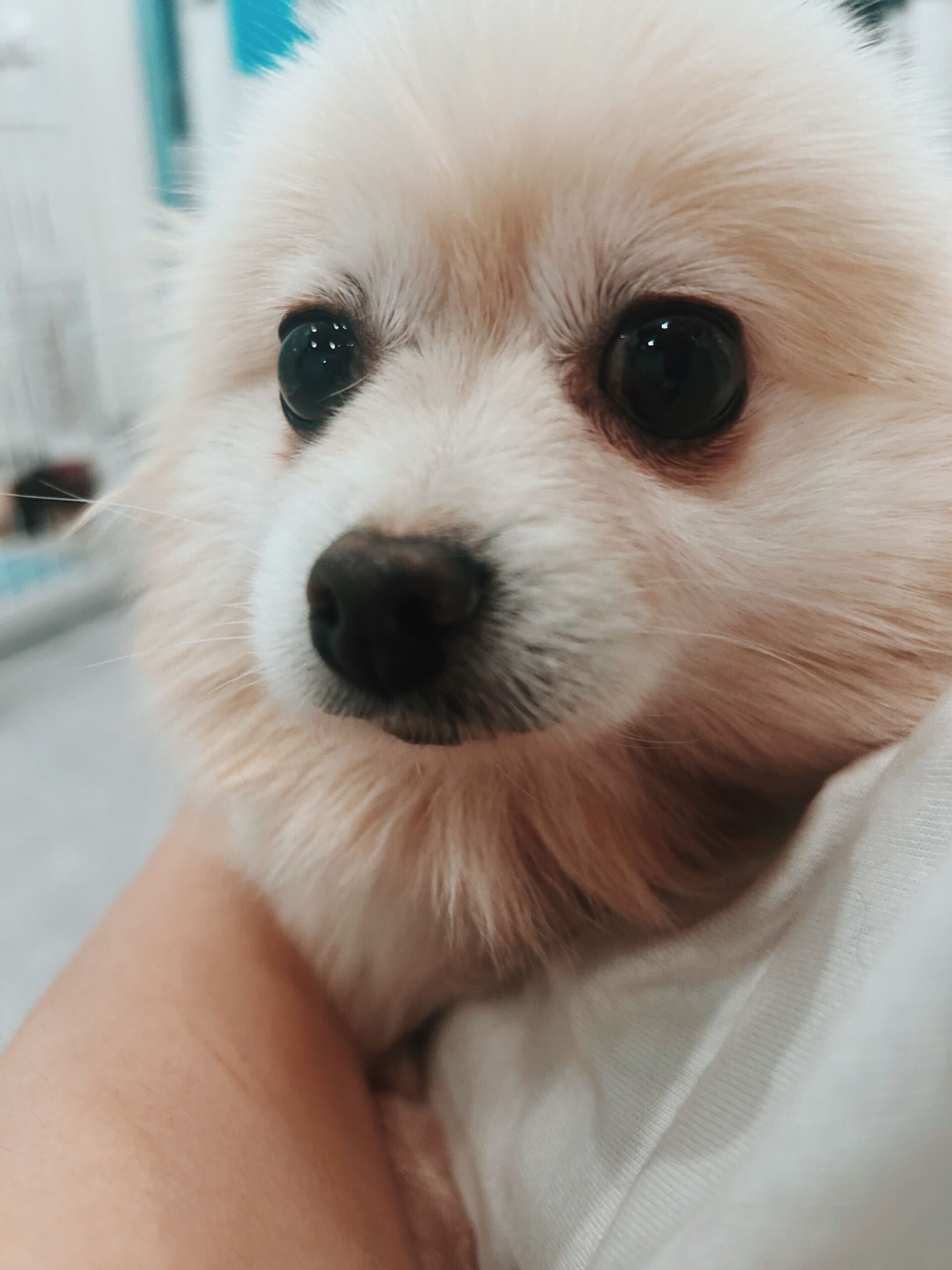 ギンガムの画像2