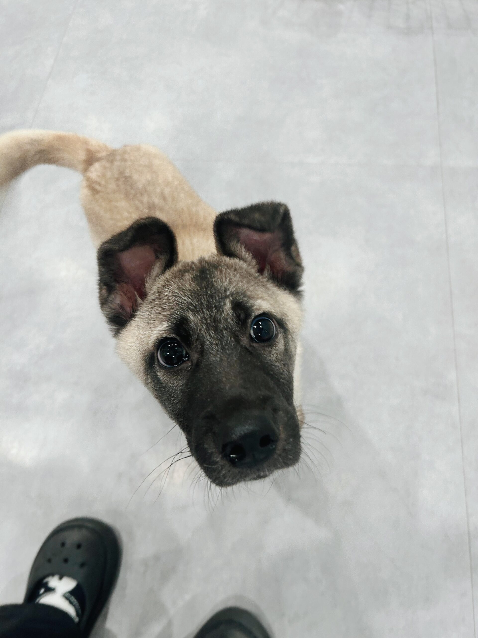 フロプシーの画像2