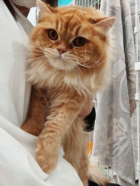 クアッカーの画像2