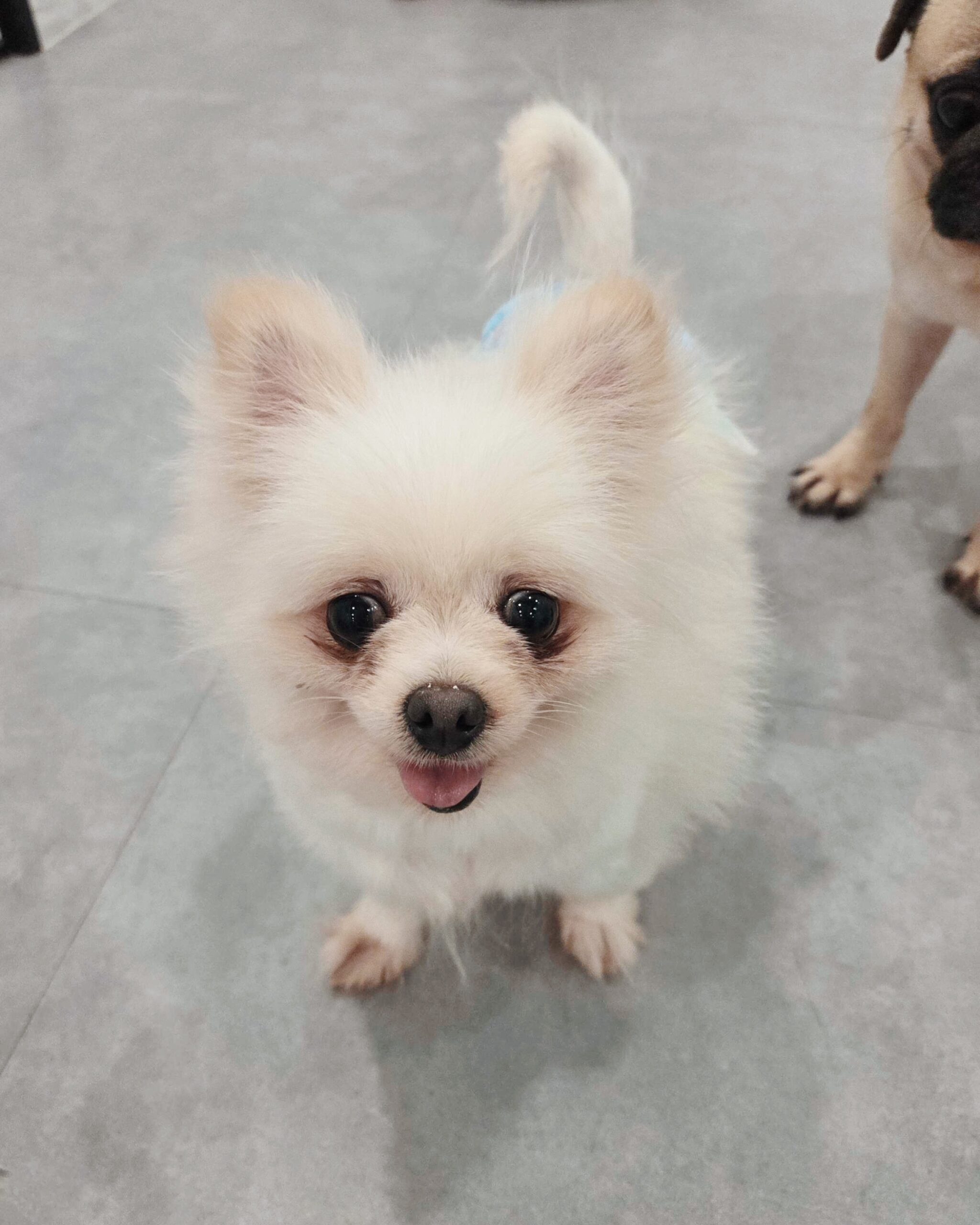 カモフラの画像2