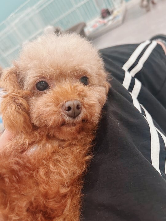 ポテロングの画像3