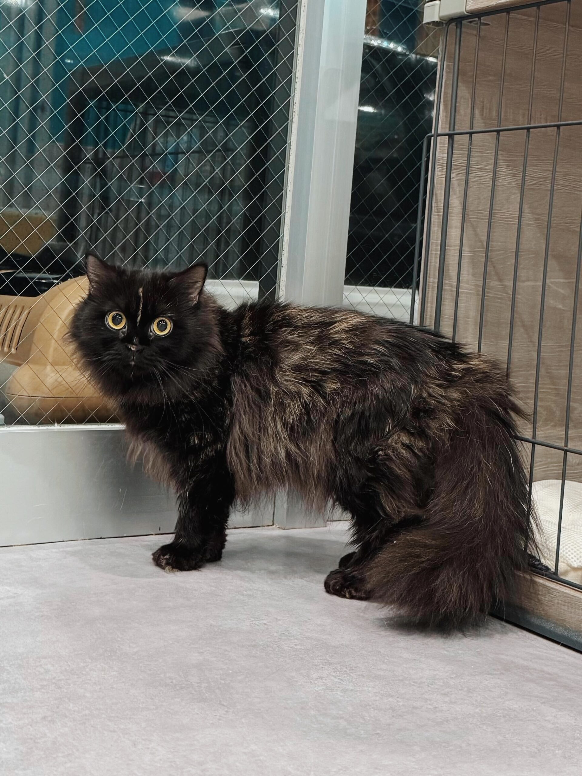 アリエールの画像1