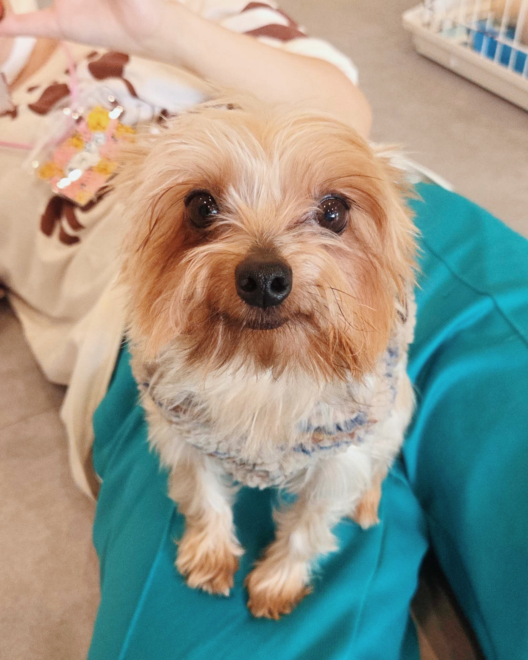 トラッカーの画像2