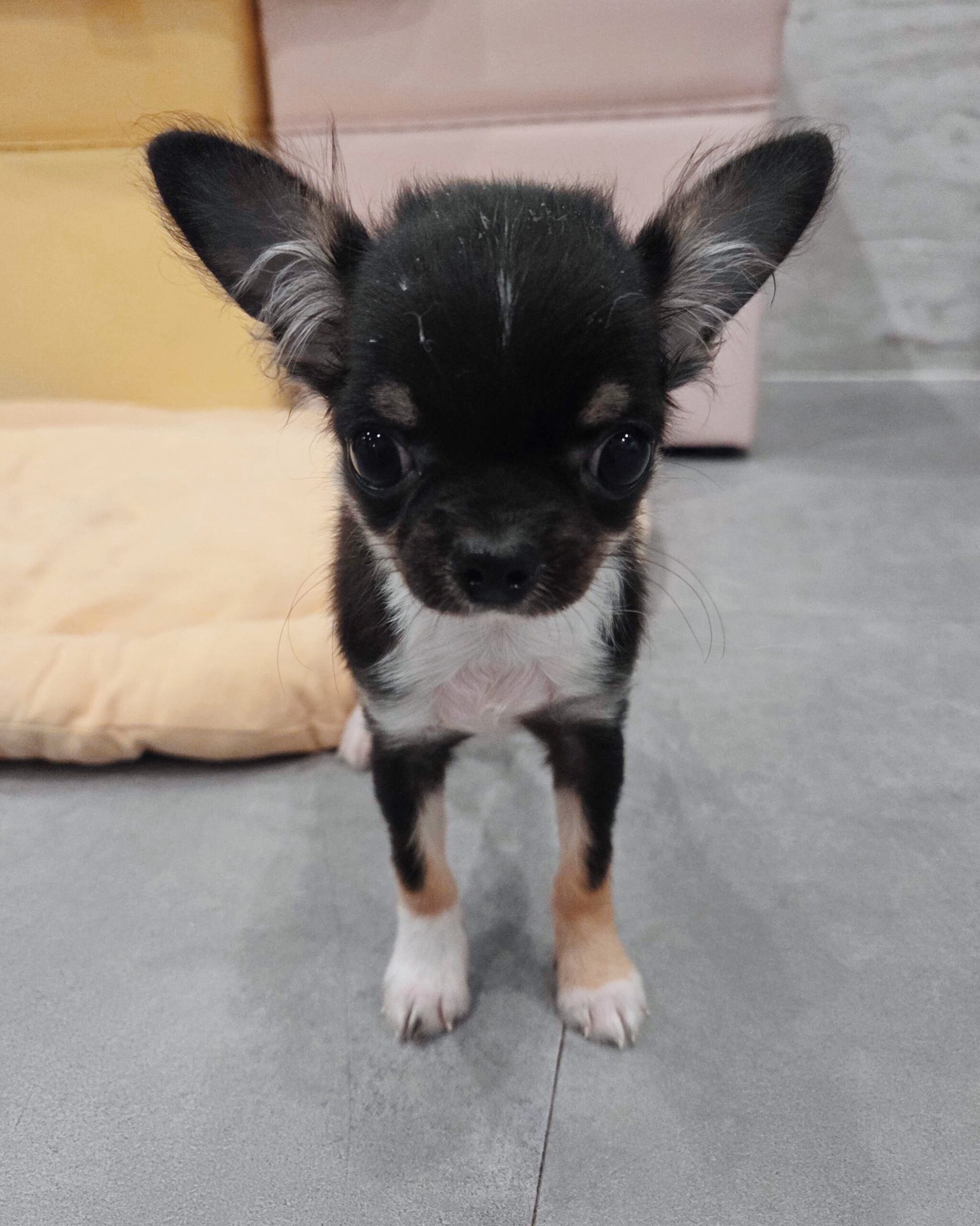 ケセラセラの画像2