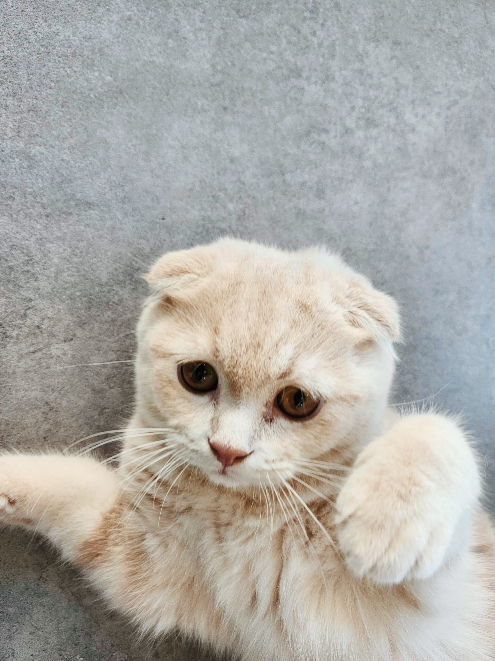 カナリアの画像1