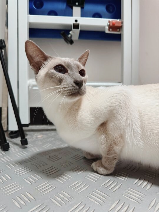 ファズビーの画像1