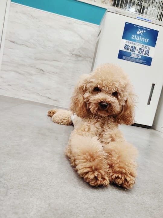 パペットの画像1