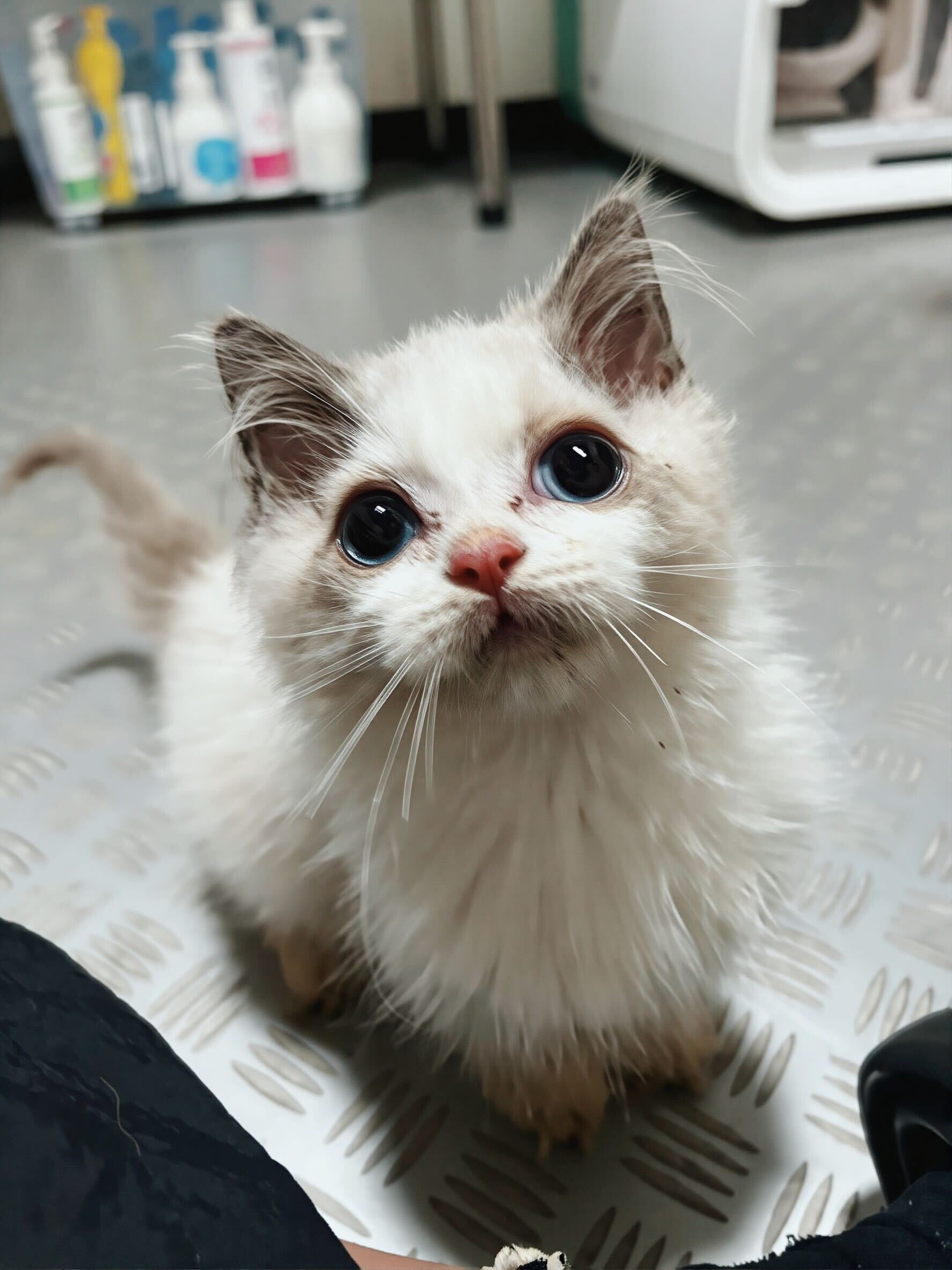 ショートの画像1