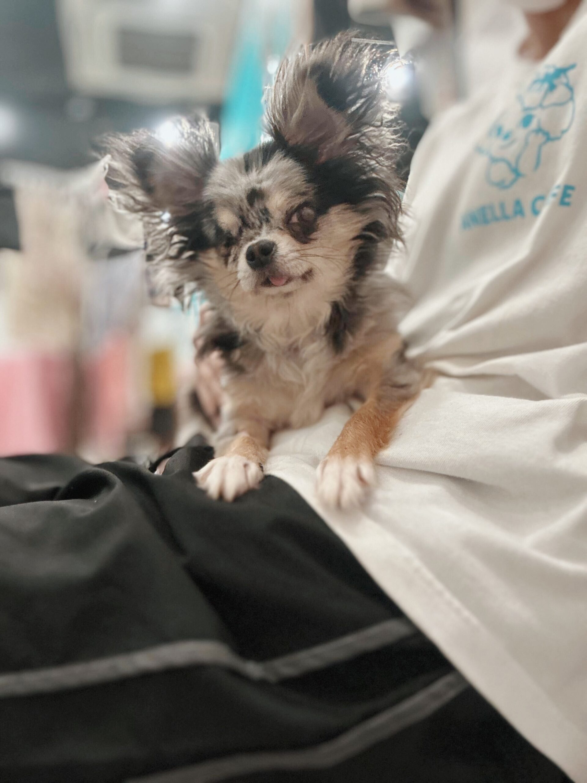 ハロルドの画像1