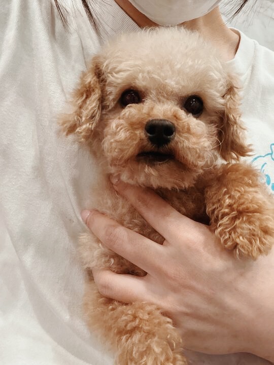 ラミーノーズの画像1