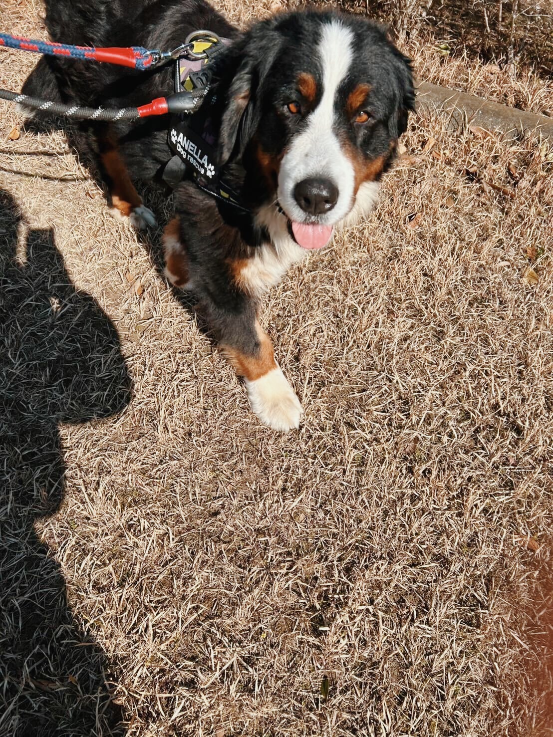 アオベエの画像1