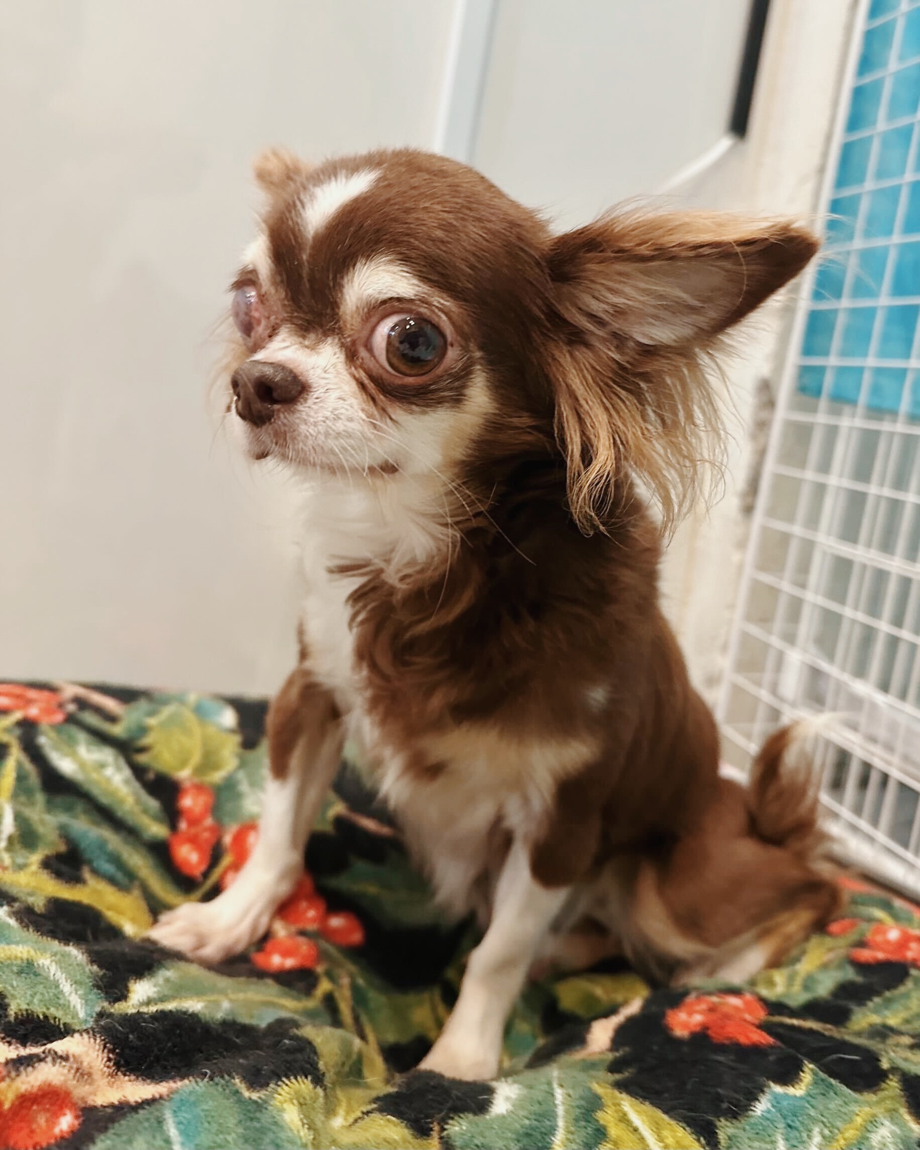 スリンキーの画像2