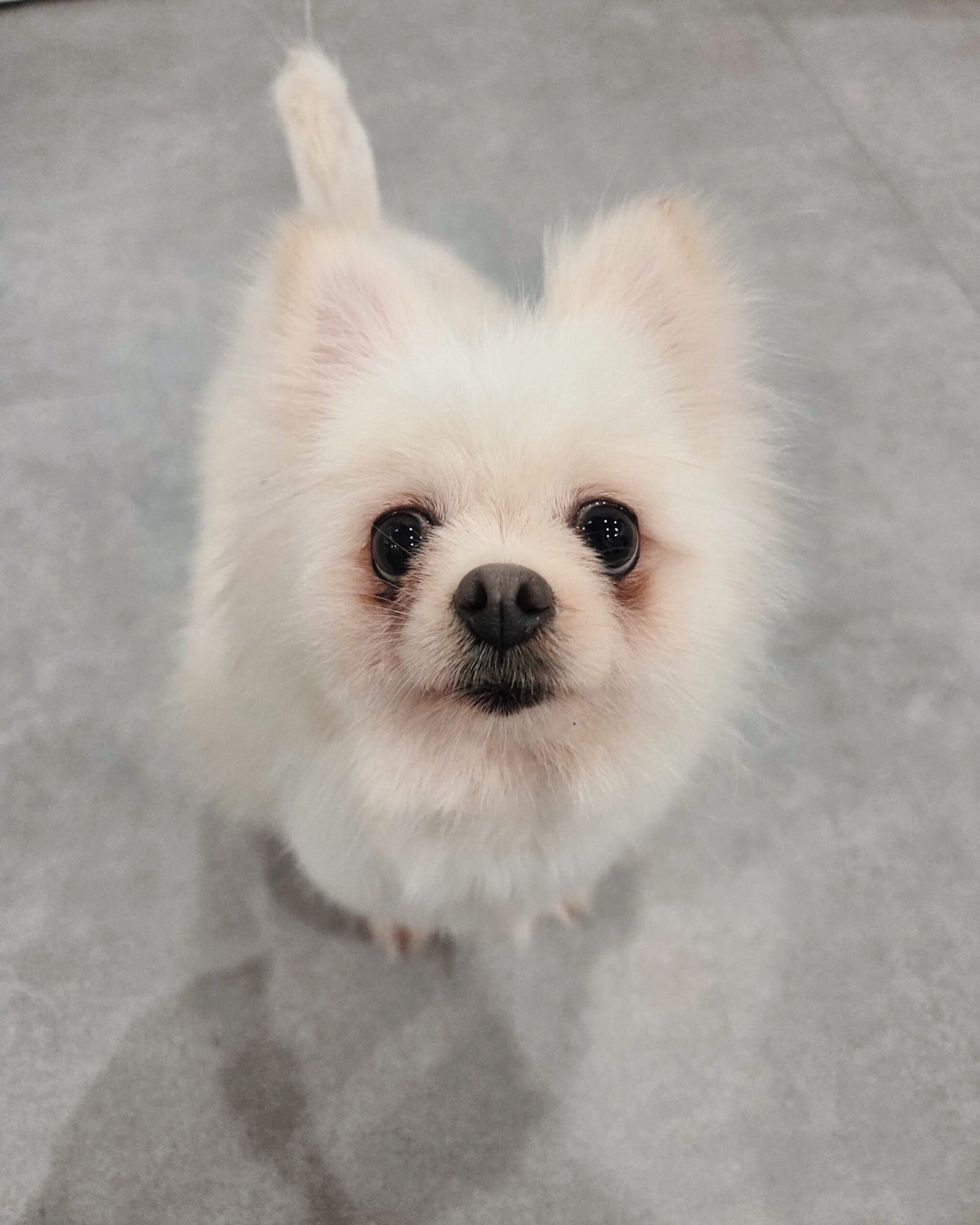 カモフラの画像1