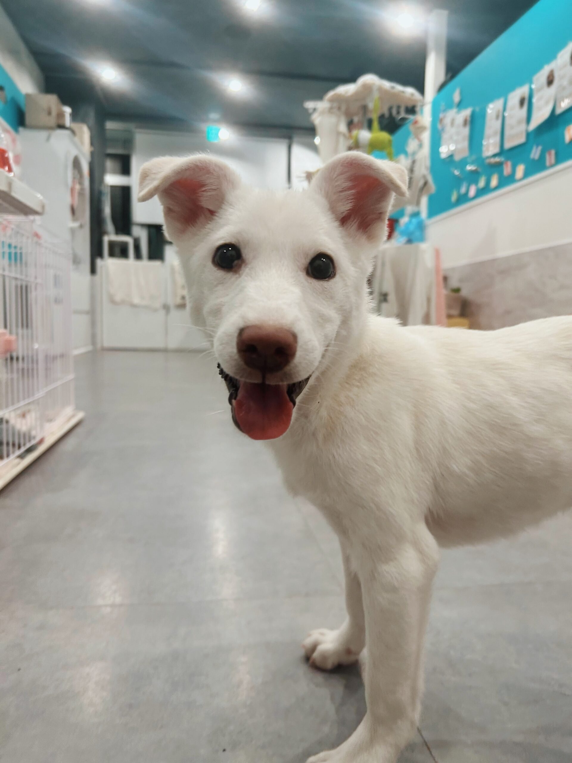 カトンテールの画像3