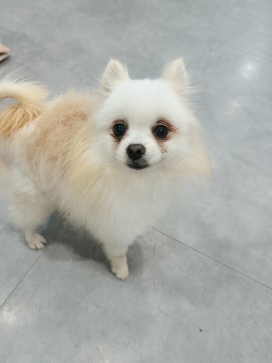 ラスボラの画像1