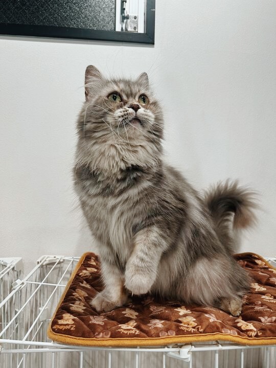 オーリーの画像1