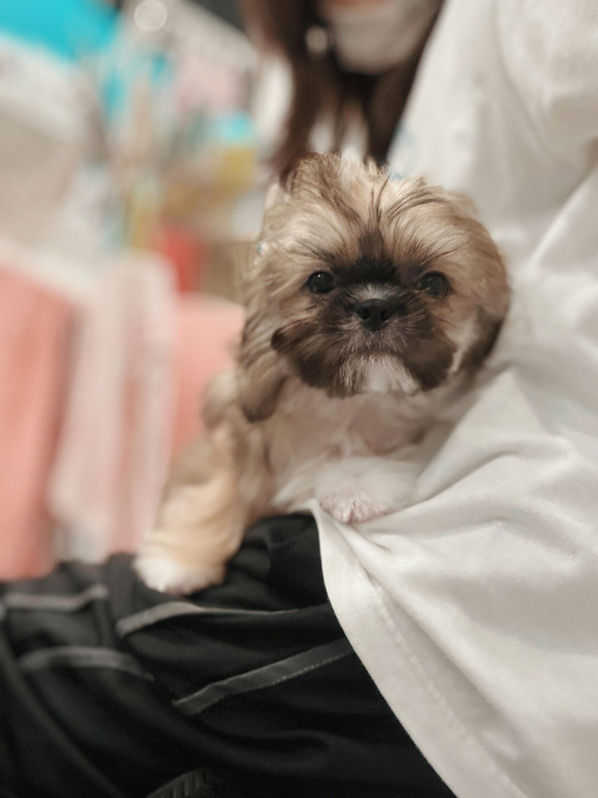 コロンブスの画像1