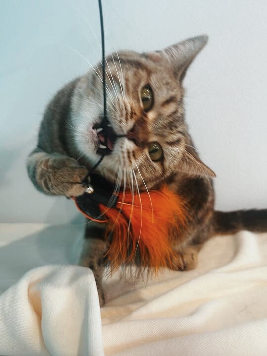 レブロンの画像3