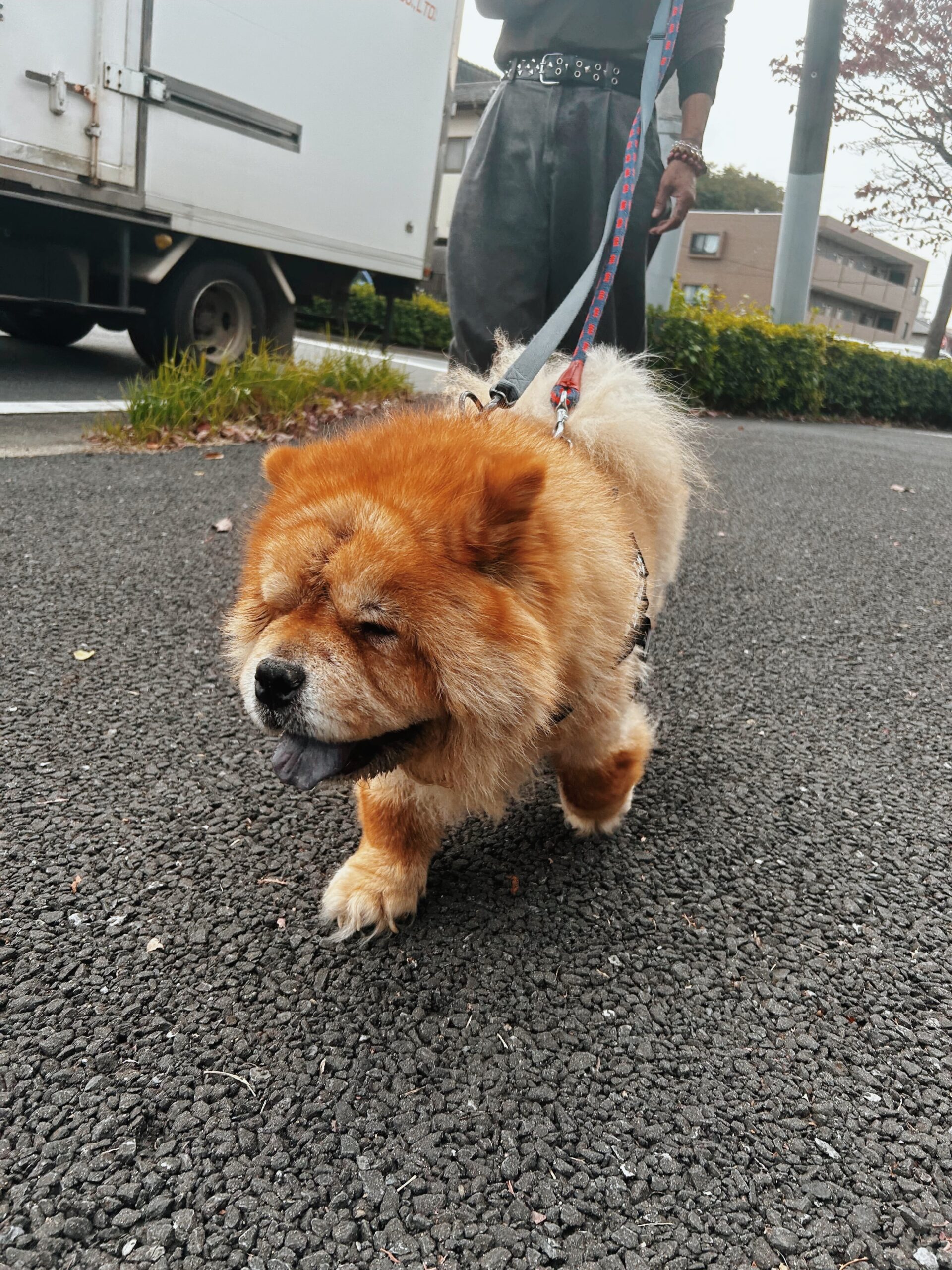 プロキオンの画像1