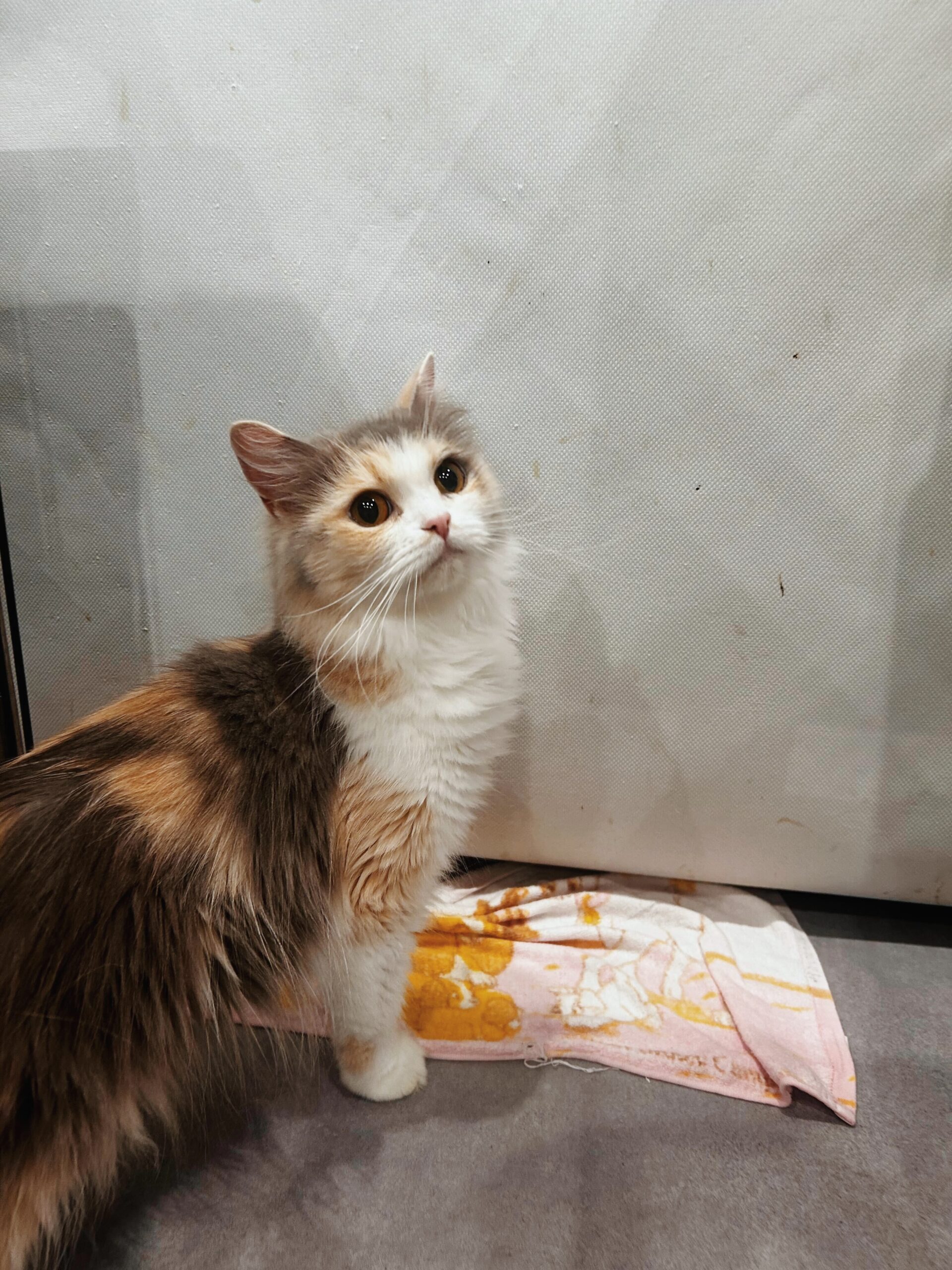 ジャッキーの画像1