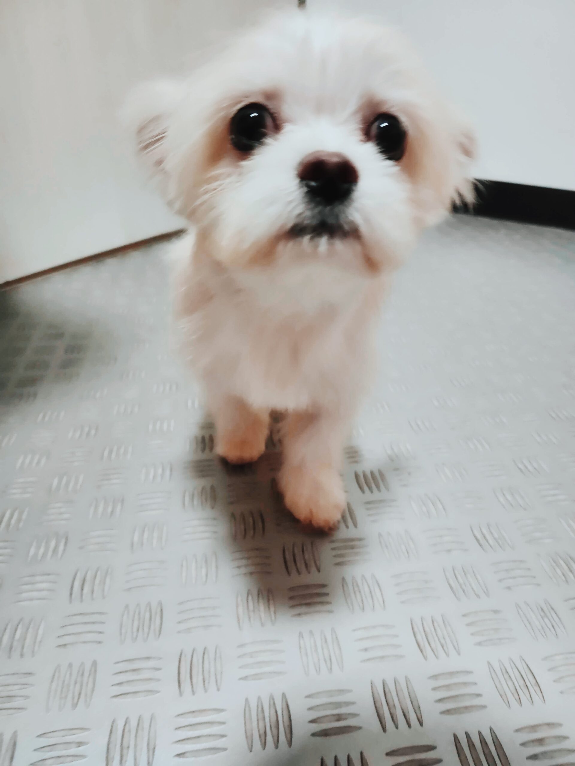 だんじゅうろうの画像1