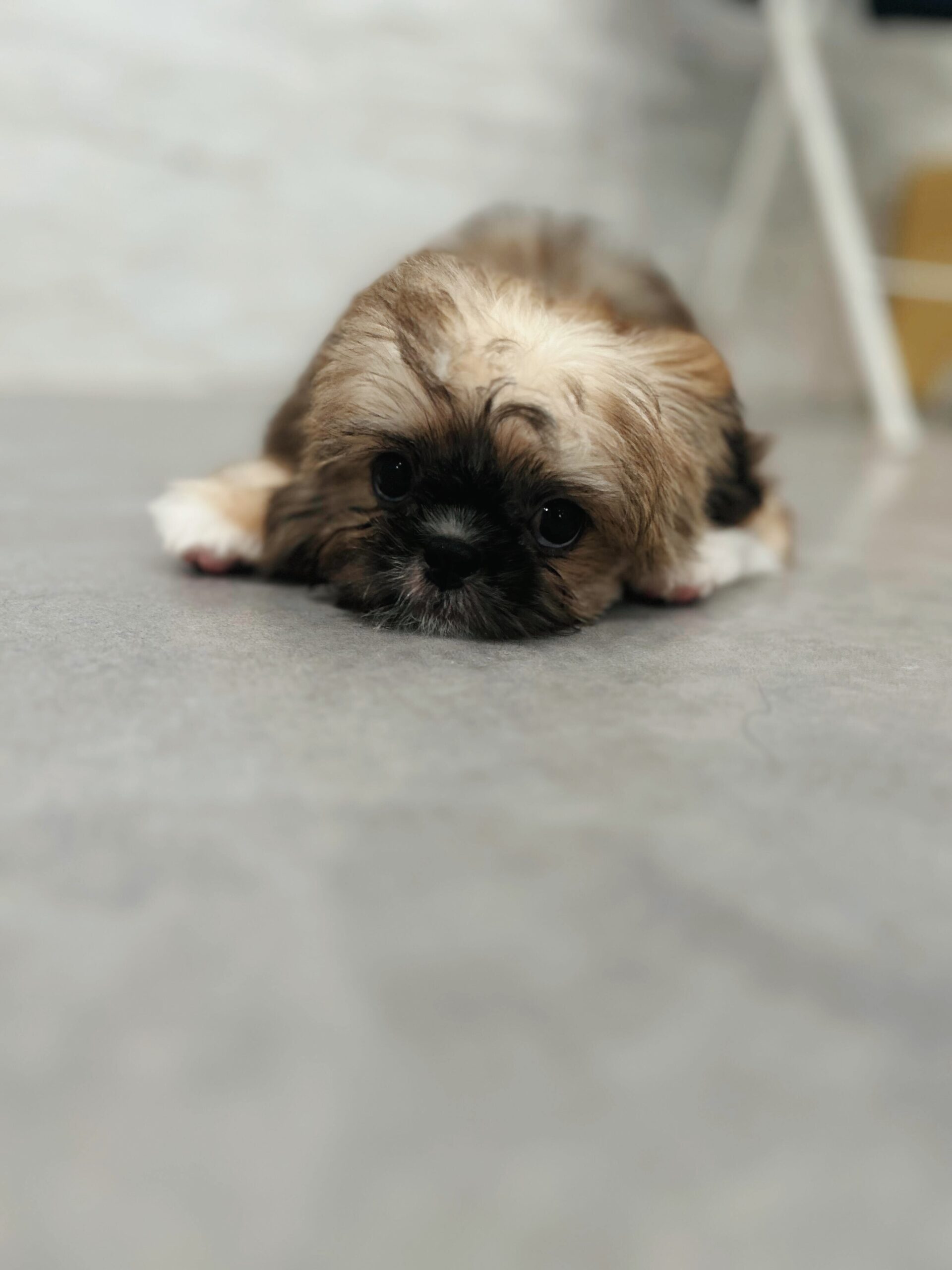 コロンブスの画像2